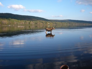 orignal au lac de l'est Mont-Carmel Noëlla Gagnon